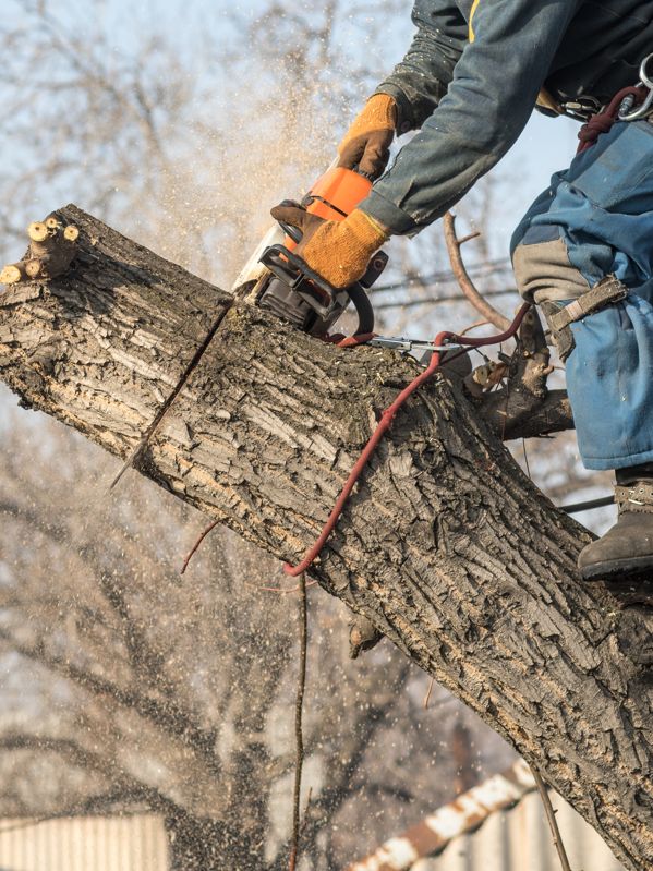 Élagage abattage arbres sécurisé Chalon-sur-Saône