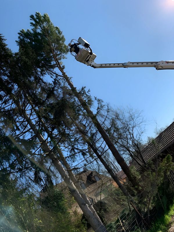 Élagage Chalon-sur-Saône